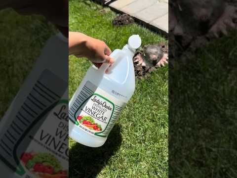 MOLE PROBLEM ⁉️- Easy And Effective Recipe!