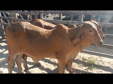 Feira do Gado de Manari Pernambuco