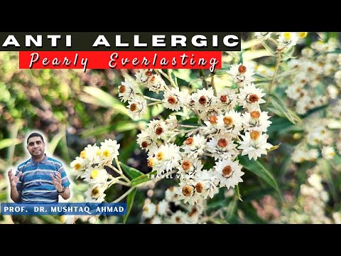 Pearly Everlasting Plant | Anaphalis margaritacea | Info Biodiversity