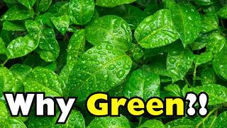Why Are Leaves Green?