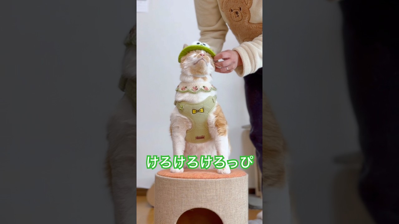 けろけろけろっぴのお帽子でお散歩準備🐈🐸