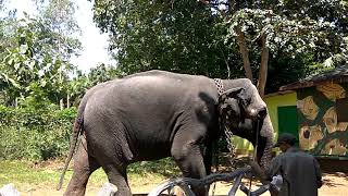 preview picture of video 'Royal walk of female elephant, sakkre bayle elephant camp @shimoga, Karnataka'