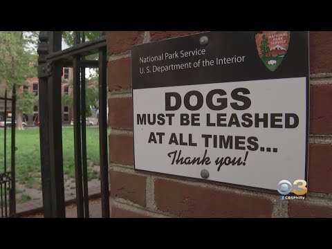 Rabid Dog Imported From Middle East Ends Up In  Chester County