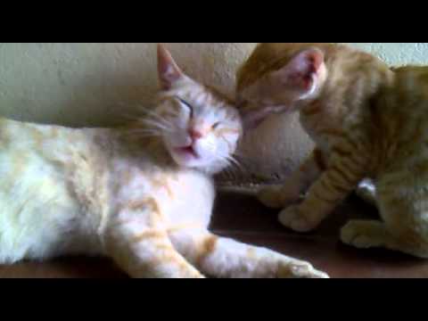 cat 01 video [Pritesh Kharwa].mp4