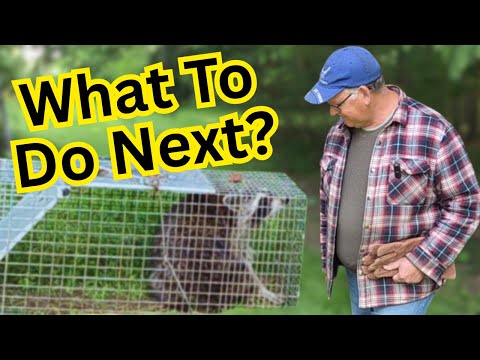 Caught a Raccoon? Here’s How to Stay Safe