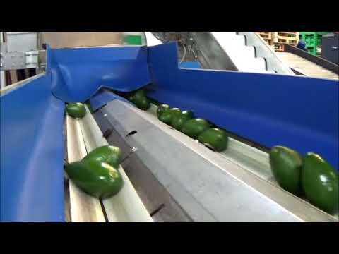 Avocado Grading Line - Central Discharge