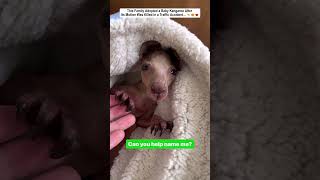This Family Adopted an Orphaned Baby Kangaroo After a Tragic Accident...