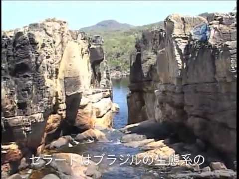 ブラジルのセラードの動物たち -