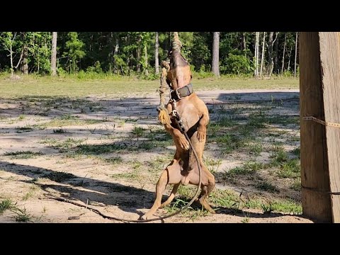 THOMPSON'S KENNEL WE WILL SEE.....