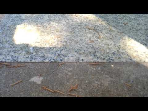 Ants around the pool house in Bridgewater, NJ