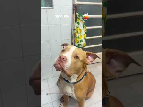 Pitbull entra em “modo relax” após sessão de acupuntura