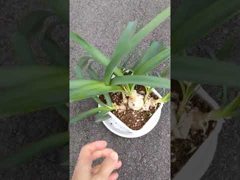 園芸 ボーデン・ネリネ