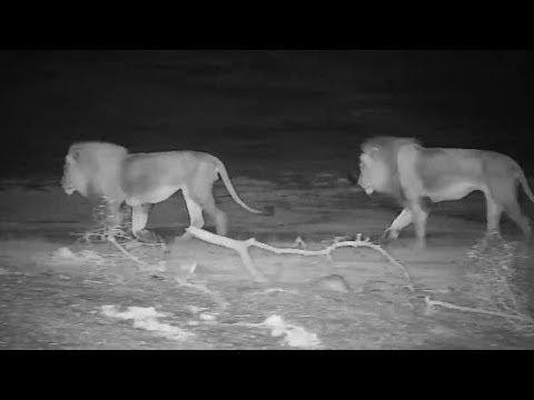 Djuma: Lions-two Avoca males moving off-Pt:4 - 21:49 - 10/10/19