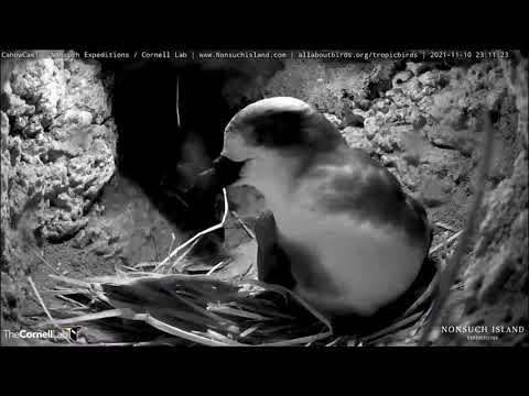 Bermuda Cahow Works On Building Nest In Underground Burrow – Nov. 11, 2021