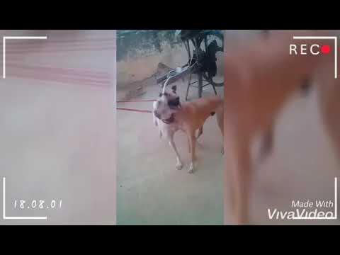 ABDUL WAHID JUTT PITHORANI