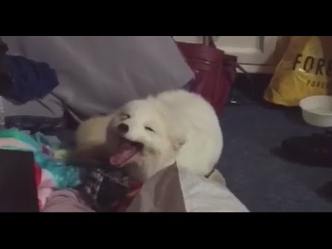 Cute Arctic White Fox Laughing Vine Video