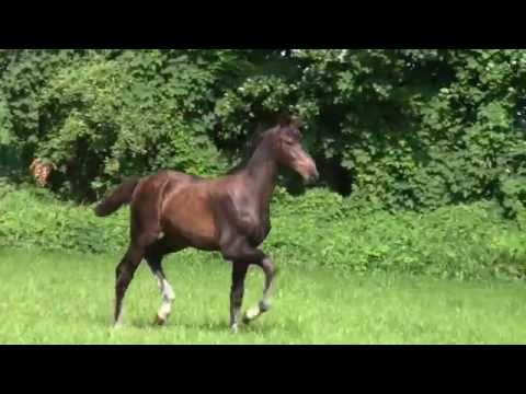 v. Don Romanov- Reccio L