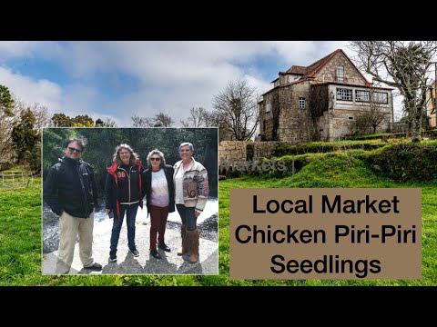 Living in Portugal | Markets, Chicken Piri -Piri and seedlings!