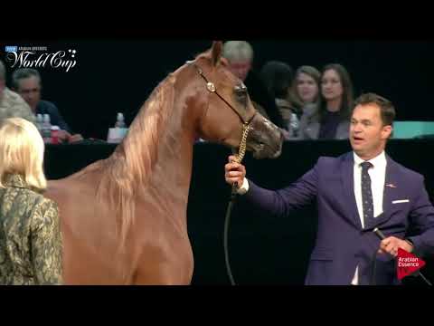 N.217 APHRODITE ENB - LAS VEGAS 2019 - Arabian World Cup Junior Fillies (Class 112).mp4