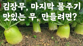 김장무, 마지막 물주기 