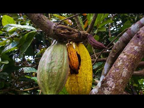 🇲🇽 Exploring Mexico | Culture, Food, and Stunning Views! | NaeemPKVlog
