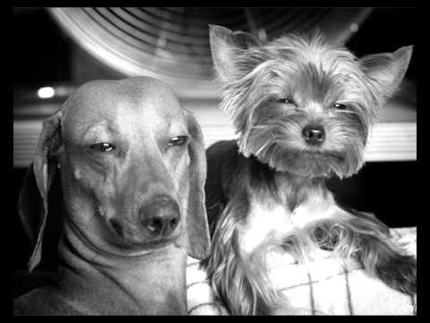 Fisz Envee - Aj Gary Glu