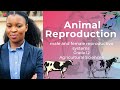 Grade 12 Male And Female Reproductive Systems Animal Reproduction Revision Material Available