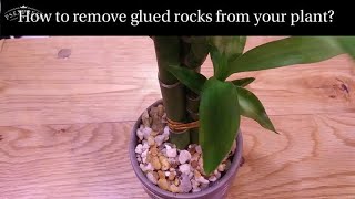 How to remove glued rocks from your plant!
