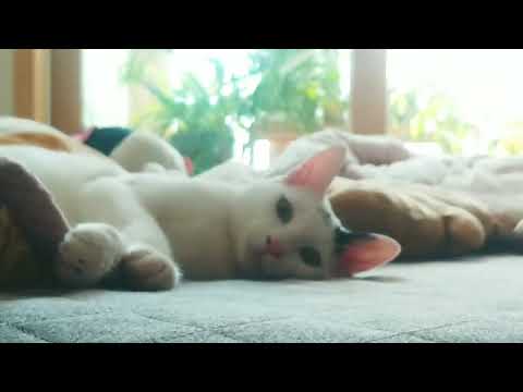 야생에고양이한마리