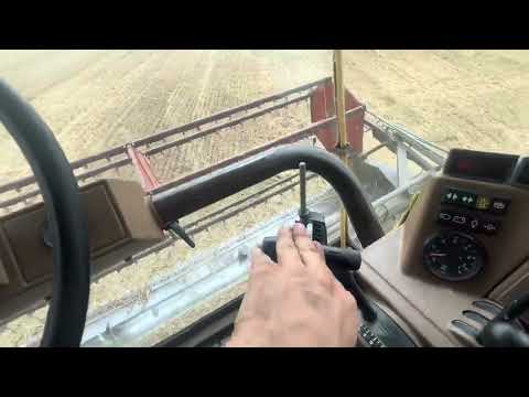 Pszenica ozima KWS Donovan 11.3t/ha ||Massey ferguson 29XP||