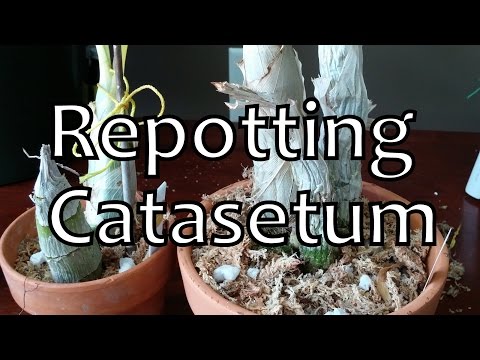 Repotting Catasetum