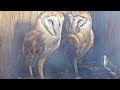 A Quiet Moment Barn Owl Pair Roosting In Their Nest Box