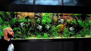Making "Utopia" a 1000L Ecosystem Aquarium From Start To Finish (Minisode)