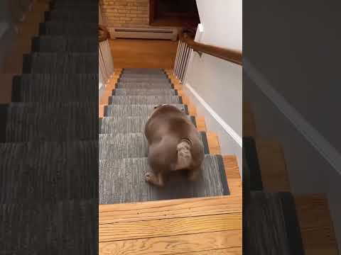 funny dogs #funny #dog #pet #doglover #doglife #usa #fyp #cute