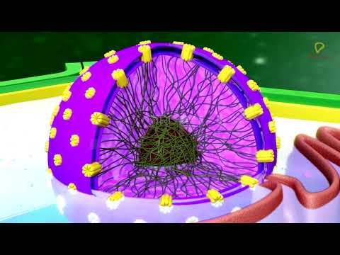 Practically's Concepts - Nucleus (Nuclear Envelope, Nucleoplasm & Nucleoli) - #LearnPractically