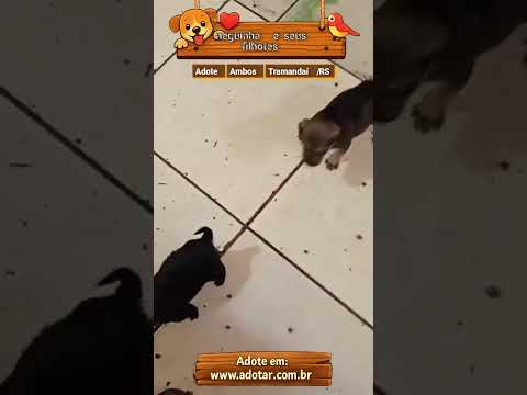Vídeo de neguinha e seus filhotes 