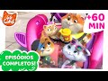 44 Gatos 60 MINUTOS De Episódios Completos
