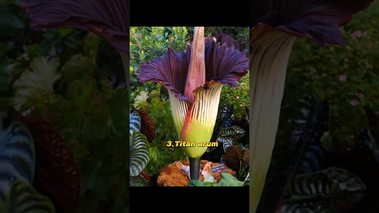 Top 10 most beautiful rare flowers in the world #rare #flowers #beautiful