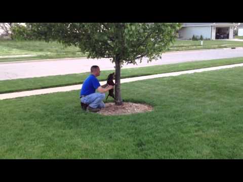 Quincey climbing a tree