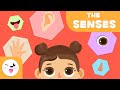The Five Senses For Kids Preschool Education