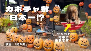 【お散歩スポット巡り#56】カボチャ数日本一！？伊豆「虹の郷」　イングリッシュコッカースパニエル「みみ」 の気持ち