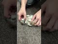 ミーアキャットベビー♂（2026年5月産まれ）超べた馴れ♪のYouTubeサムネイル画像