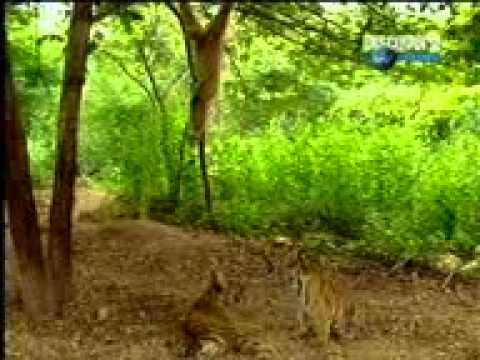 Tiger Trouble PSP
