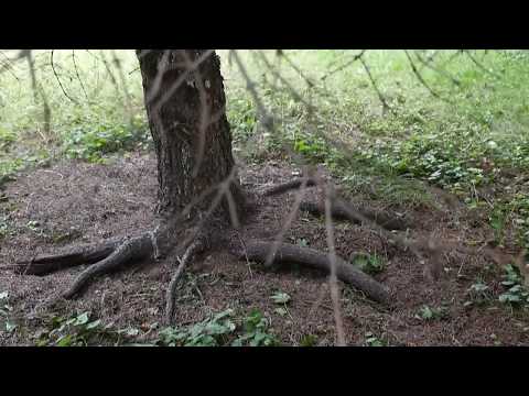 Kto morduje srebrne świerki?