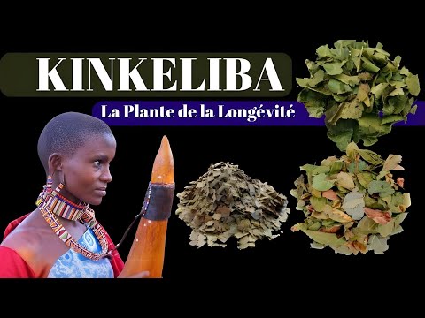 Découvrez le Kinkeliba : La Plante de la Longévité aux Pouvoirs Étonnants