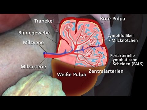 Milz - Trailer Schulfilm Biologie