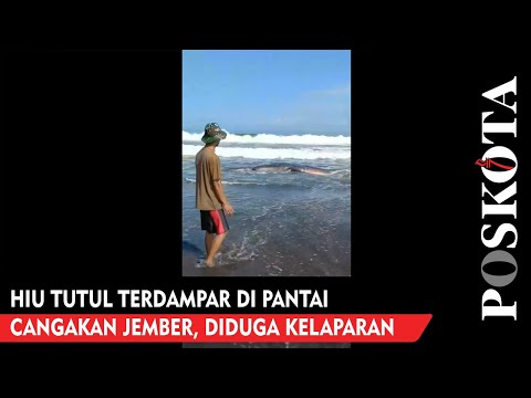 Hiu Tutul Terdampar di Pantai Cangakan Jember, Diduga Kelaparan