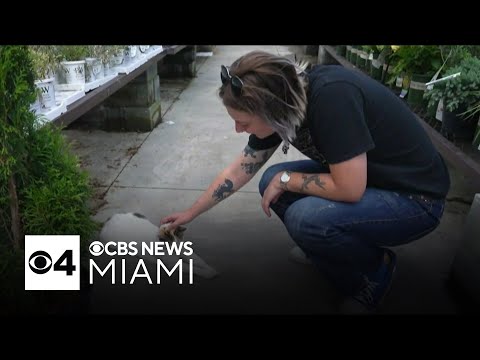 Virginia Lowe's finds unlikely yet loveable employee in form of a stray cat - YouTube