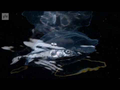 Sibelius: Symphony No. 1 - Gergiev,  Helsinki Philharmonic (1/3)