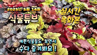 2025년 5월 14일   예쁜식물들 보면서  랜선으로  수다즐겨봐요. #양재꽃시장 #식물튜브 #식물아빠